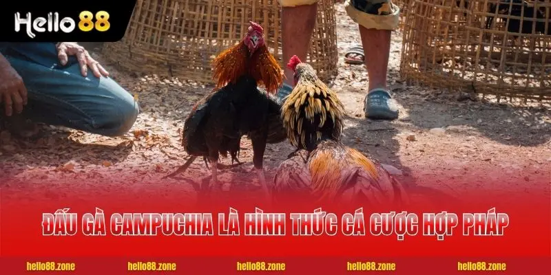 Đấu gà Campuchia là hình thức cá cược hợp pháp